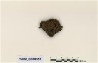 藏品(硬葉澤苔)的圖片